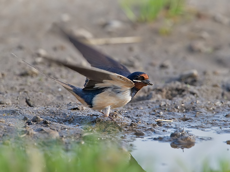 Hirundo rustica Boerenzwaluw Barn Swallow